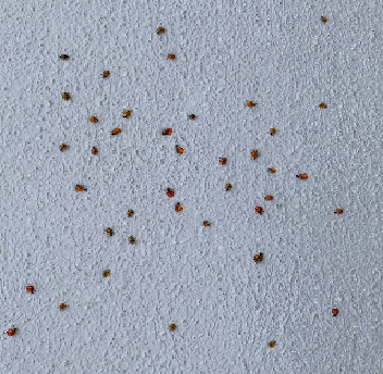Marienkaefer_Hauswand2022.png