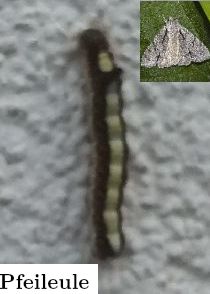 Raupe_der_Pfeileule_20231005.jpg