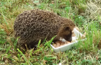 spikey.png